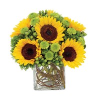 Sunflower Surprise (BF167-11KM)